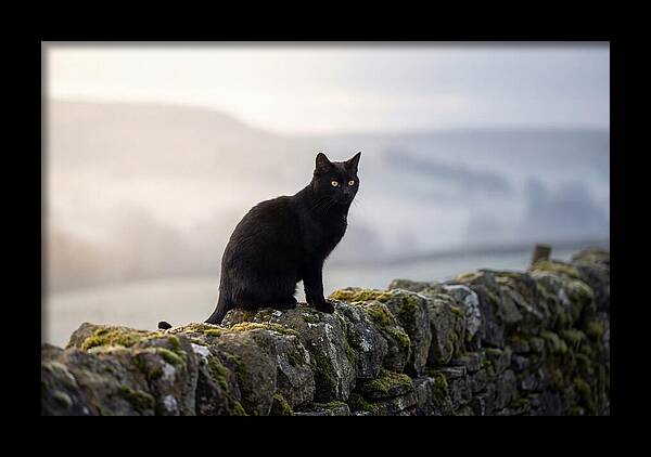 Black Cat On Stone Wall