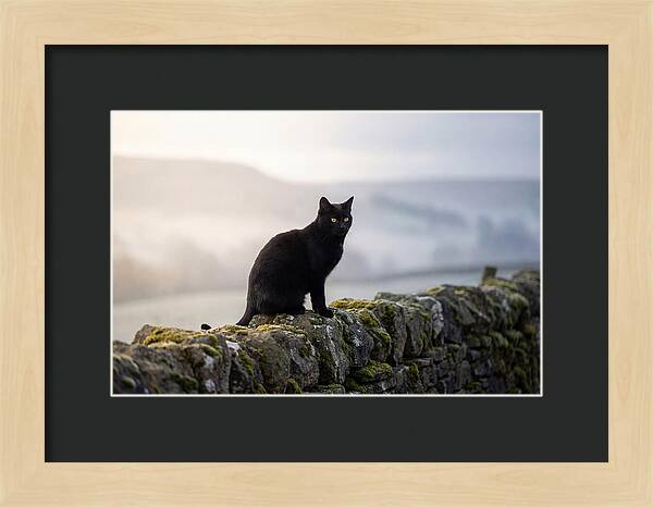 Black Cat On Stone Wall