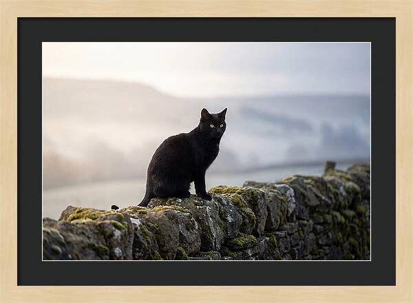 Black Cat On Stone Wall