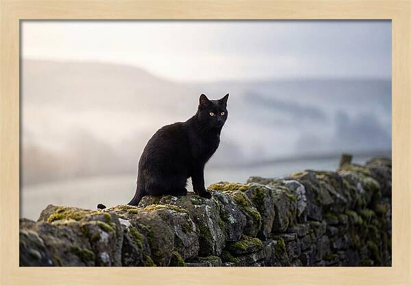 Black Cat On Stone Wall