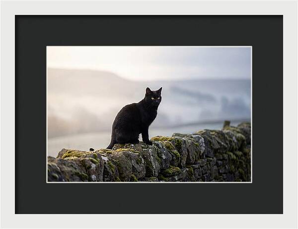 Black Cat On Stone Wall