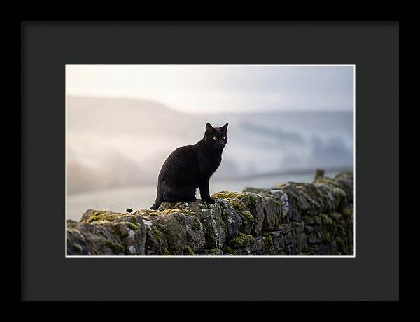Black Cat On Stone Wall