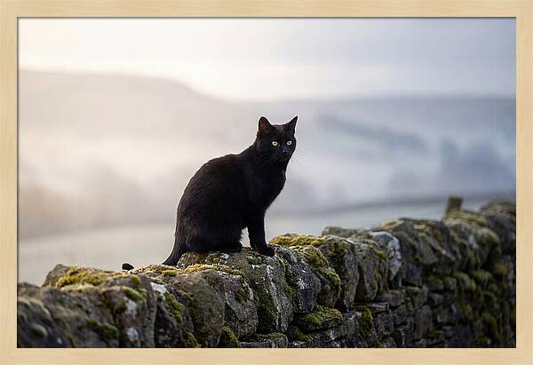 Black Cat On Stone Wall