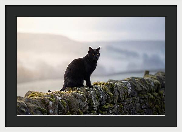 Black Cat On Stone Wall