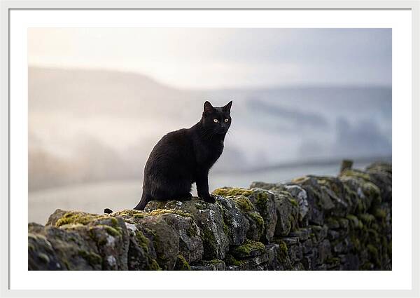 Black Cat On Stone Wall