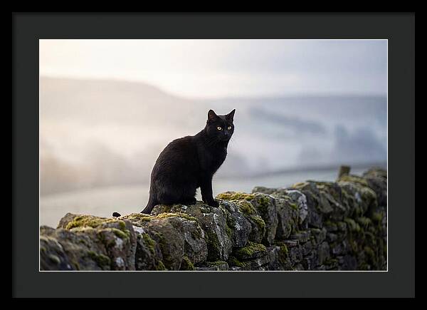 Black Cat On Stone Wall