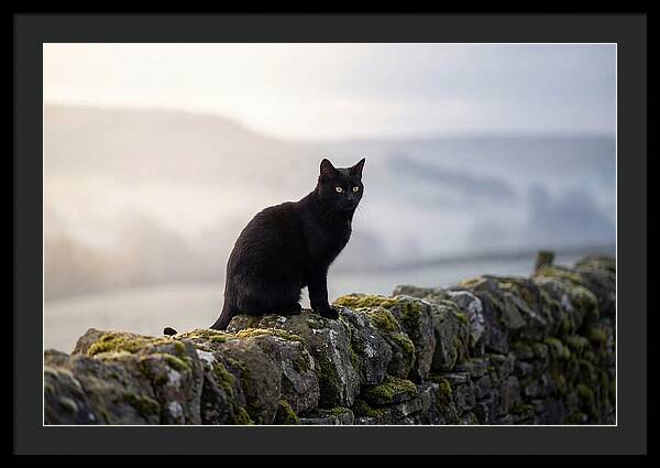 Black Cat On Stone Wall
