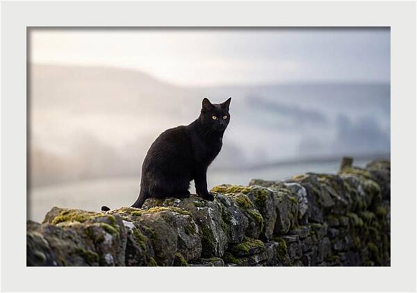 Black Cat On Stone Wall
