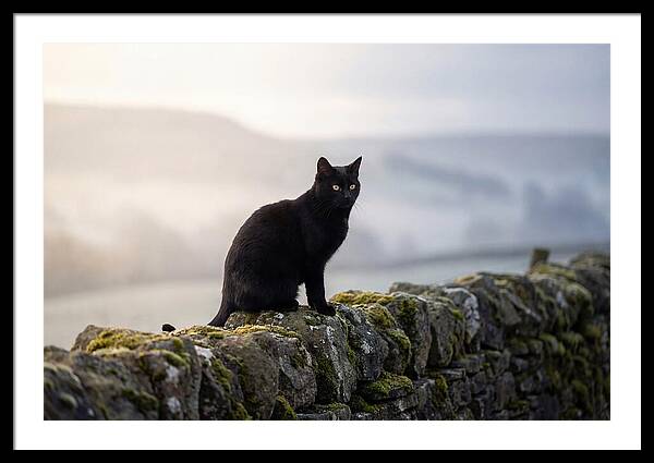Black Cat On Stone Wall
