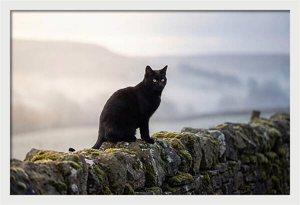 Black Cat On Stone Wall