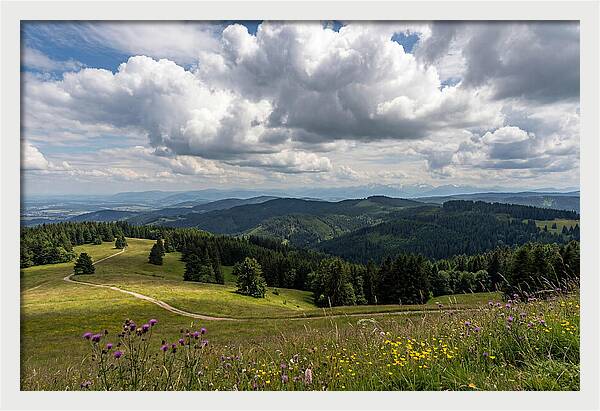 Black Forest Serenity From Feldberg Summit