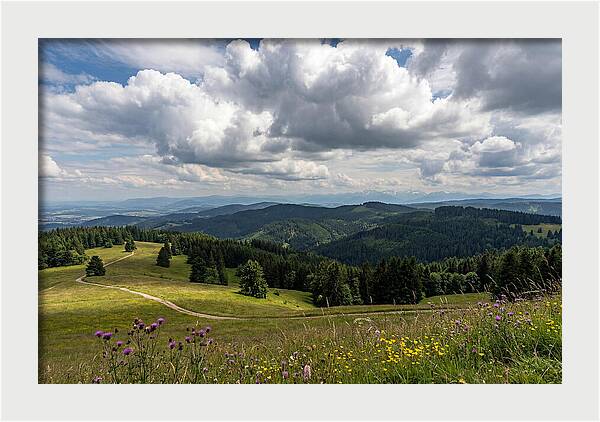Black Forest Serenity From Feldberg Summit
