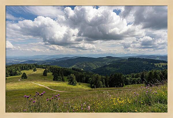 Black Forest Serenity From Feldberg Summit