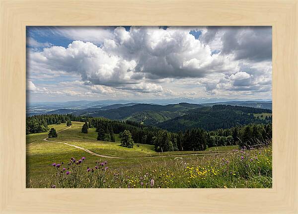 Black Forest Serenity From Feldberg Summit
