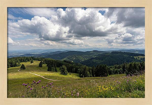Black Forest Serenity From Feldberg Summit