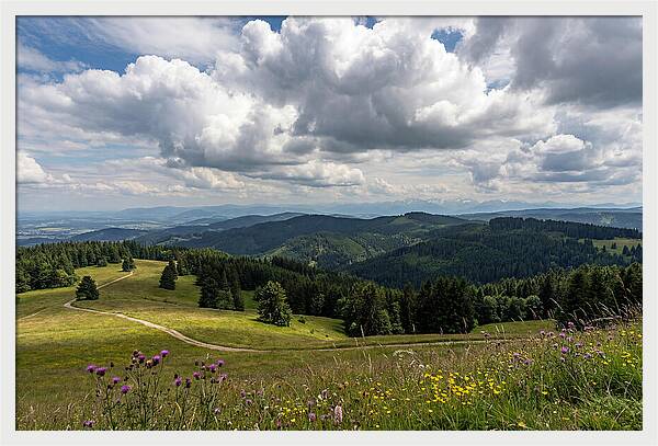 Black Forest Serenity From Feldberg Summit