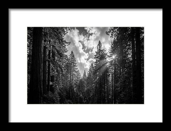 Black Forest Woodland Vista