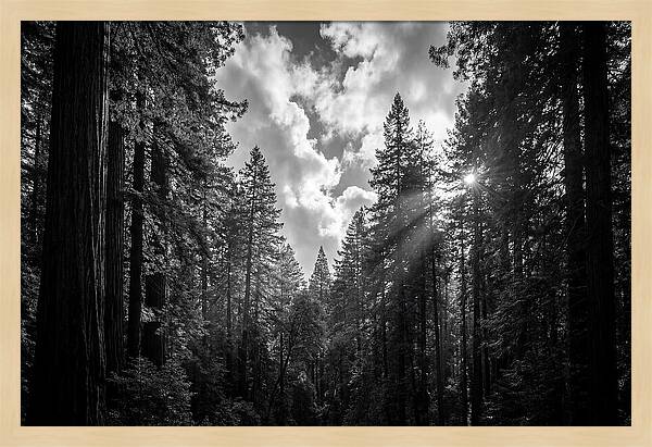 Black Forest Woodland Vista