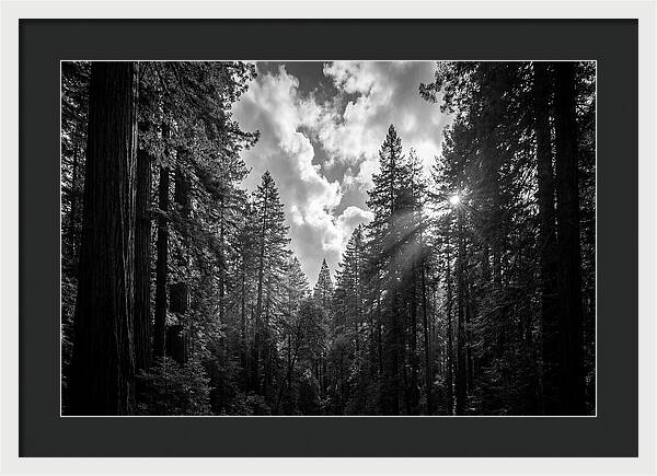 Black Forest Woodland Vista