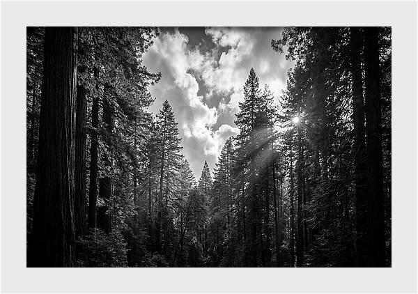 Black Forest Woodland Vista