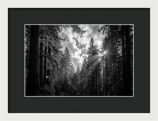 Black Forest Woodland Vista