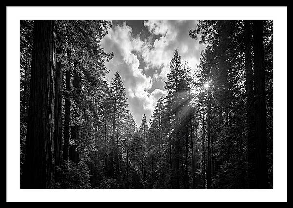 Black Forest Woodland Vista