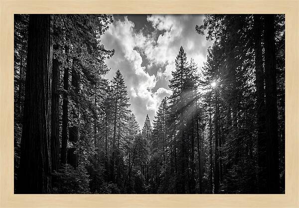 Black Forest Woodland Vista