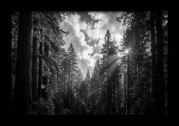 Black Forest Woodland Vista