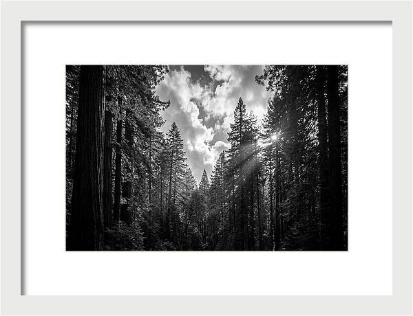 Black Forest Woodland Vista