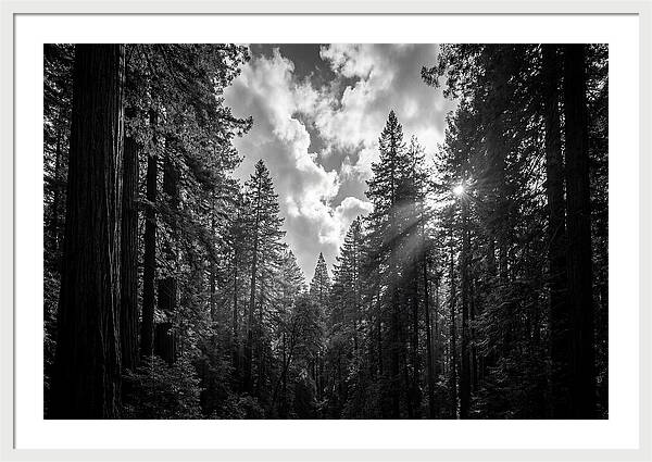 Black Forest Woodland Vista