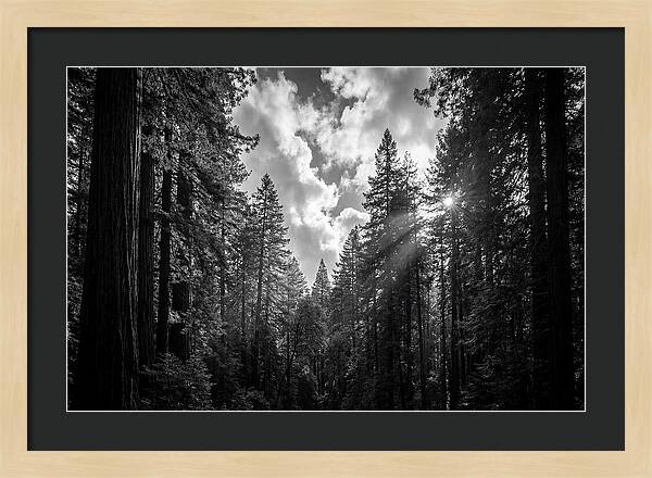 Black Forest Woodland Vista