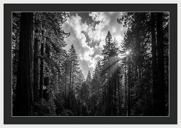 Black Forest Woodland Vista