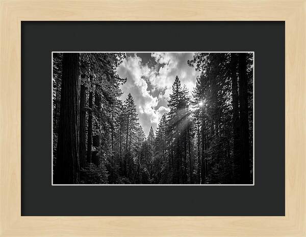 Black Forest Woodland Vista