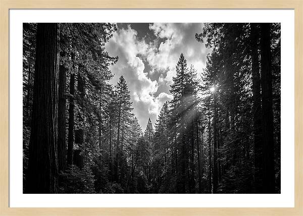 Black Forest Woodland Vista