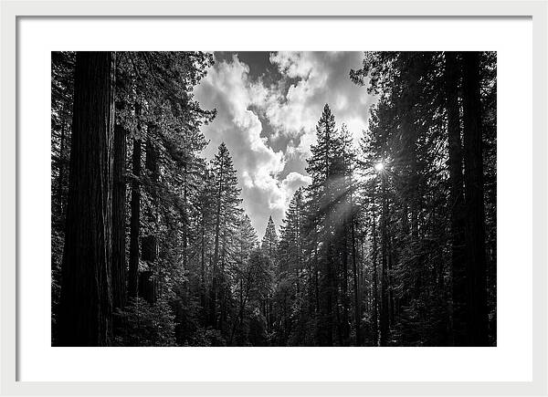 Black Forest Woodland Vista