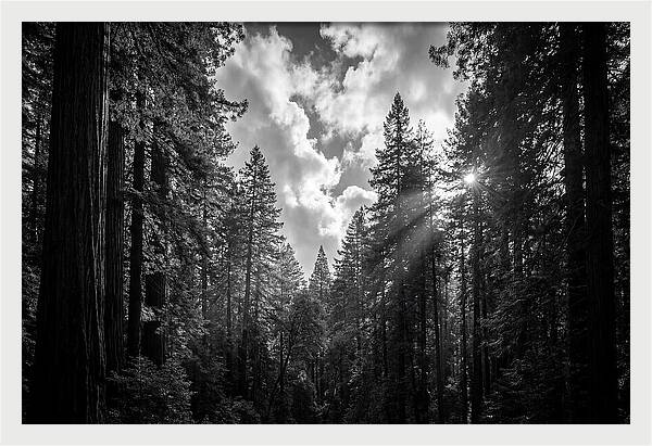 Black Forest Woodland Vista