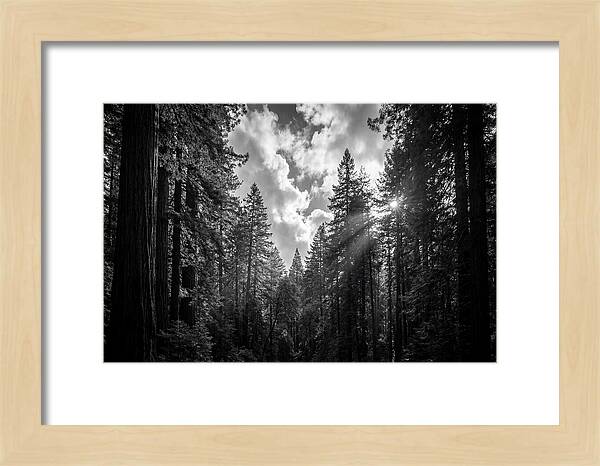 Black Forest Woodland Vista