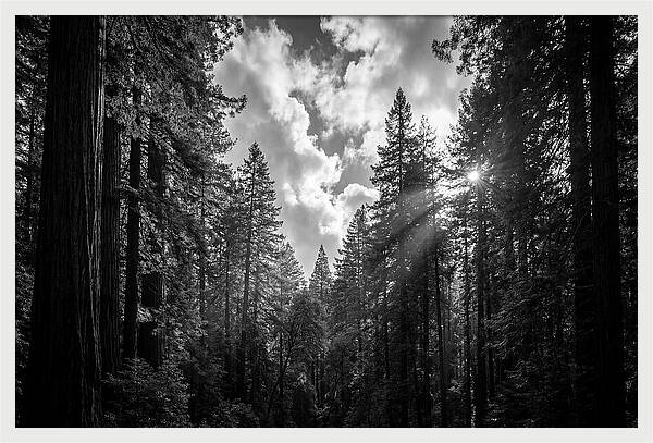 Black Forest Woodland Vista
