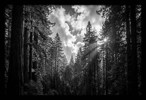 Black Forest Woodland Vista