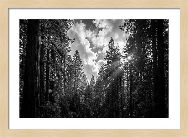 Black Forest Woodland Vista