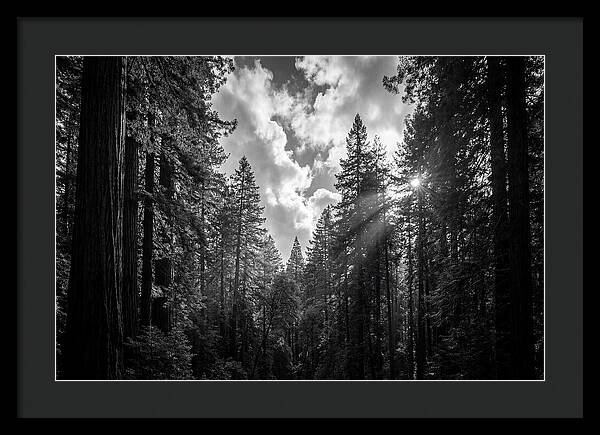 Black Forest Woodland Vista
