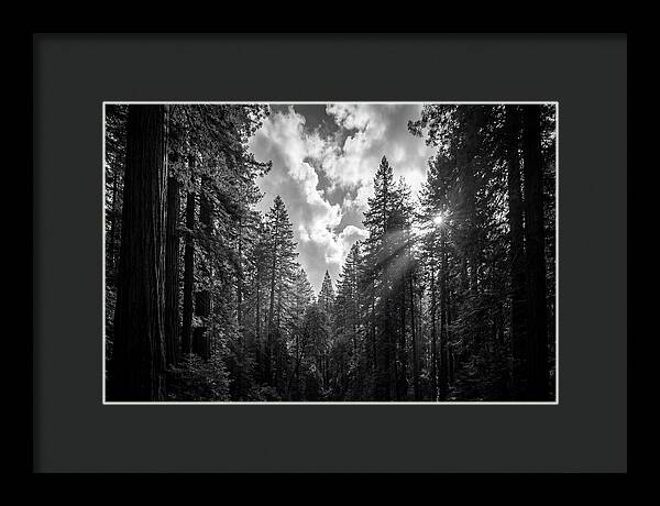 Black Forest Woodland Vista