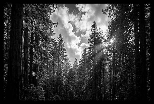Black Forest Woodland Vista