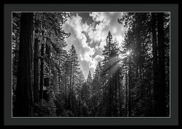 Black Forest Woodland Vista