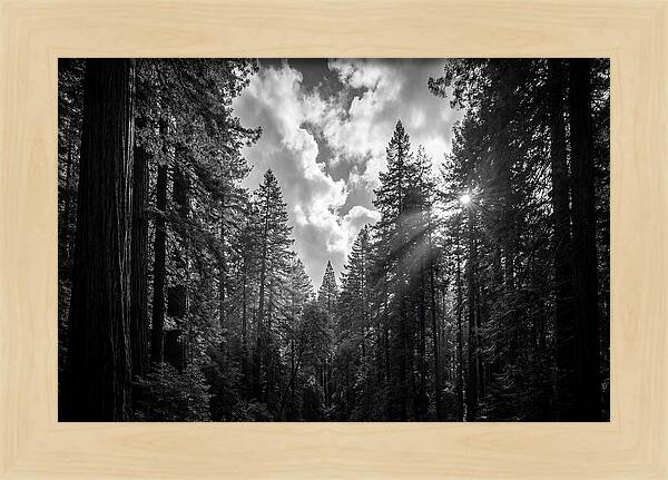 Black Forest Woodland Vista