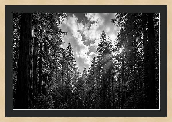 Black Forest Woodland Vista