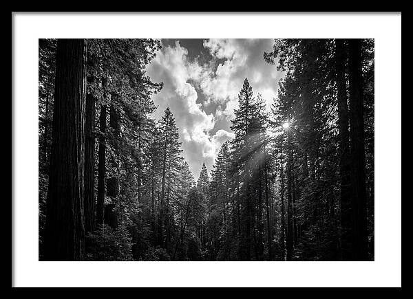 Black Forest Woodland Vista
