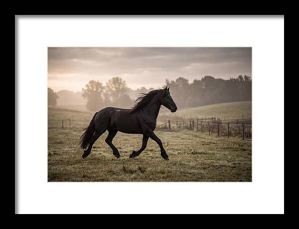 Black Friesian Horse Galloping Gracefully