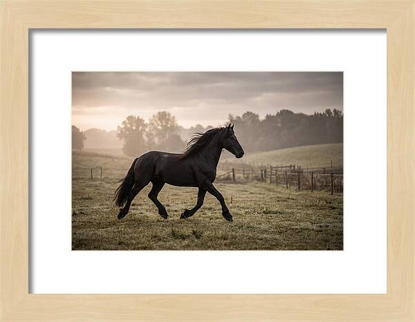 Black Friesian Horse Galloping Gracefully