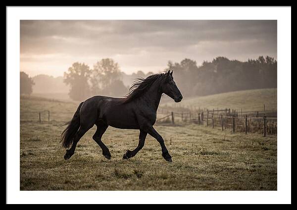 Black Friesian Horse Galloping Gracefully